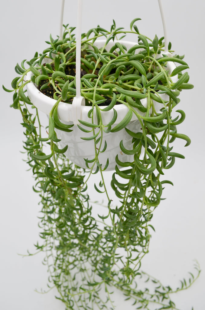 banana plant hanging String of Bananas (Senecio rowleyanus) – Wild Lark