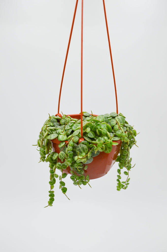 turtle hanging plants String of Turtles (Peperomia prostrata) – Wild Lark