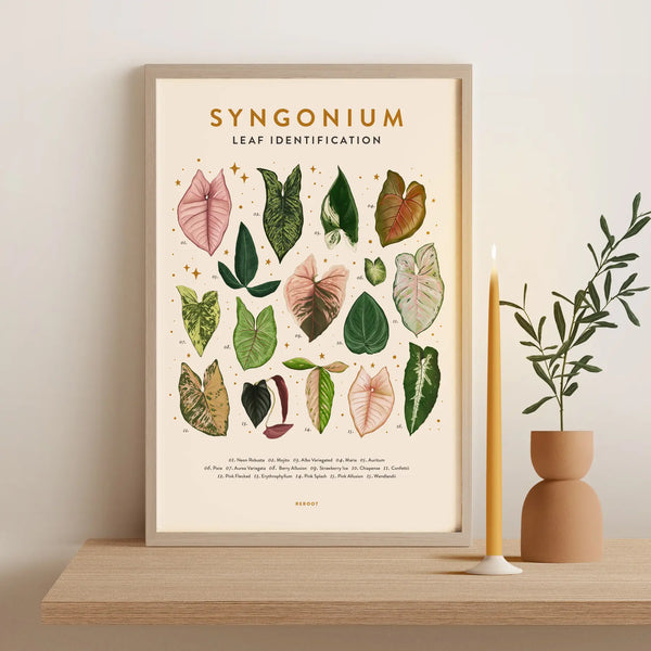 Leaf Identification Posters - Syngonium - ReRoot - Wild Lark