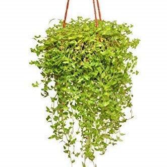 creeper succulents Green Callisia repens – Wild Lark