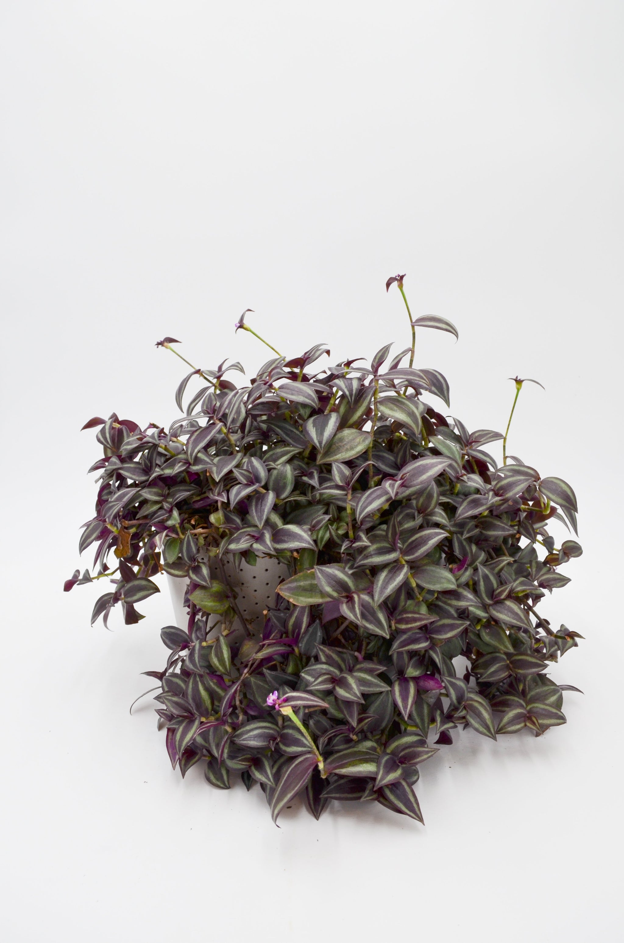 Tradescantia zebrina 8in Purple