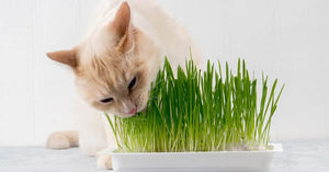 Cat Grass -  - Wild Lark - Wild Lark