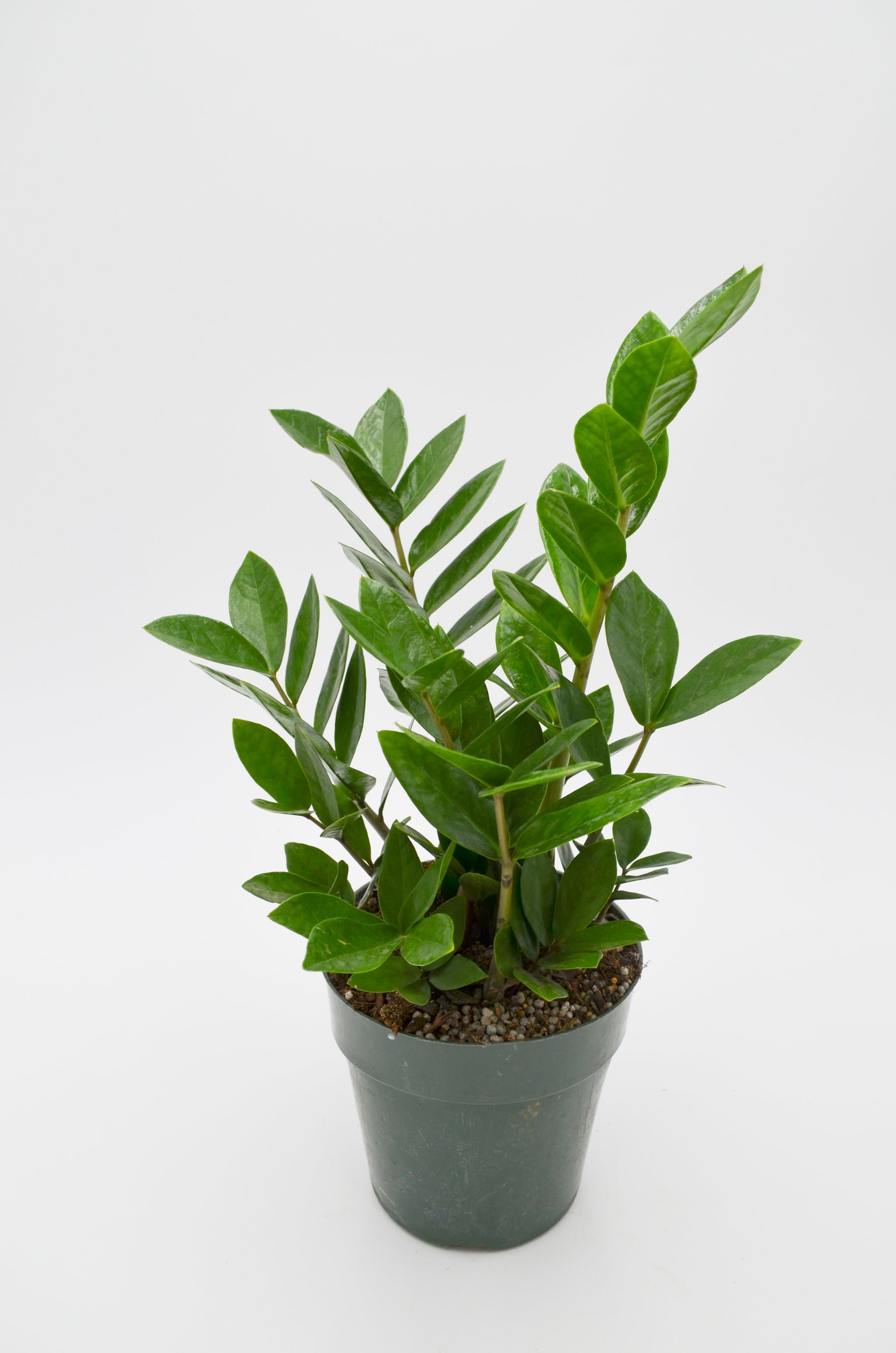 ZZ Plant Zamioculcas Zamiifolia – Wild Lark